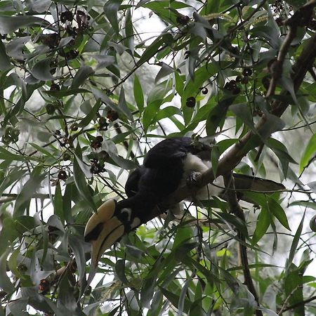 Hornbill Hut Hotel Koh Phayam Zewnętrze zdjęcie